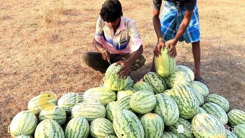 51黑瓜吃料网干什么的,专业食材信息平台深度解析